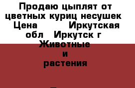 Продаю цыплят от цветных куриц-несушек › Цена ­ 100 - Иркутская обл., Иркутск г. Животные и растения » Птицы   . Иркутская обл.,Иркутск г.